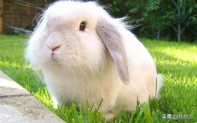 大灰狼和小白兔在线阅读（大灰狼与小白兔番外）