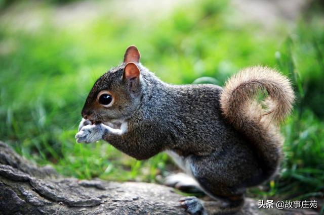 经典幼儿睡前故事（幼儿睡前故事大全讲故事）