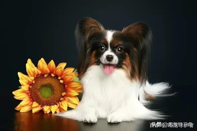 聪明的狗狗排行榜（十大最聪明的狗排名）