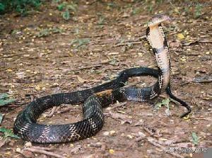 被眼镜王蛇咬了有救吗（被眼镜王蛇咬了有救吗会传染吗）