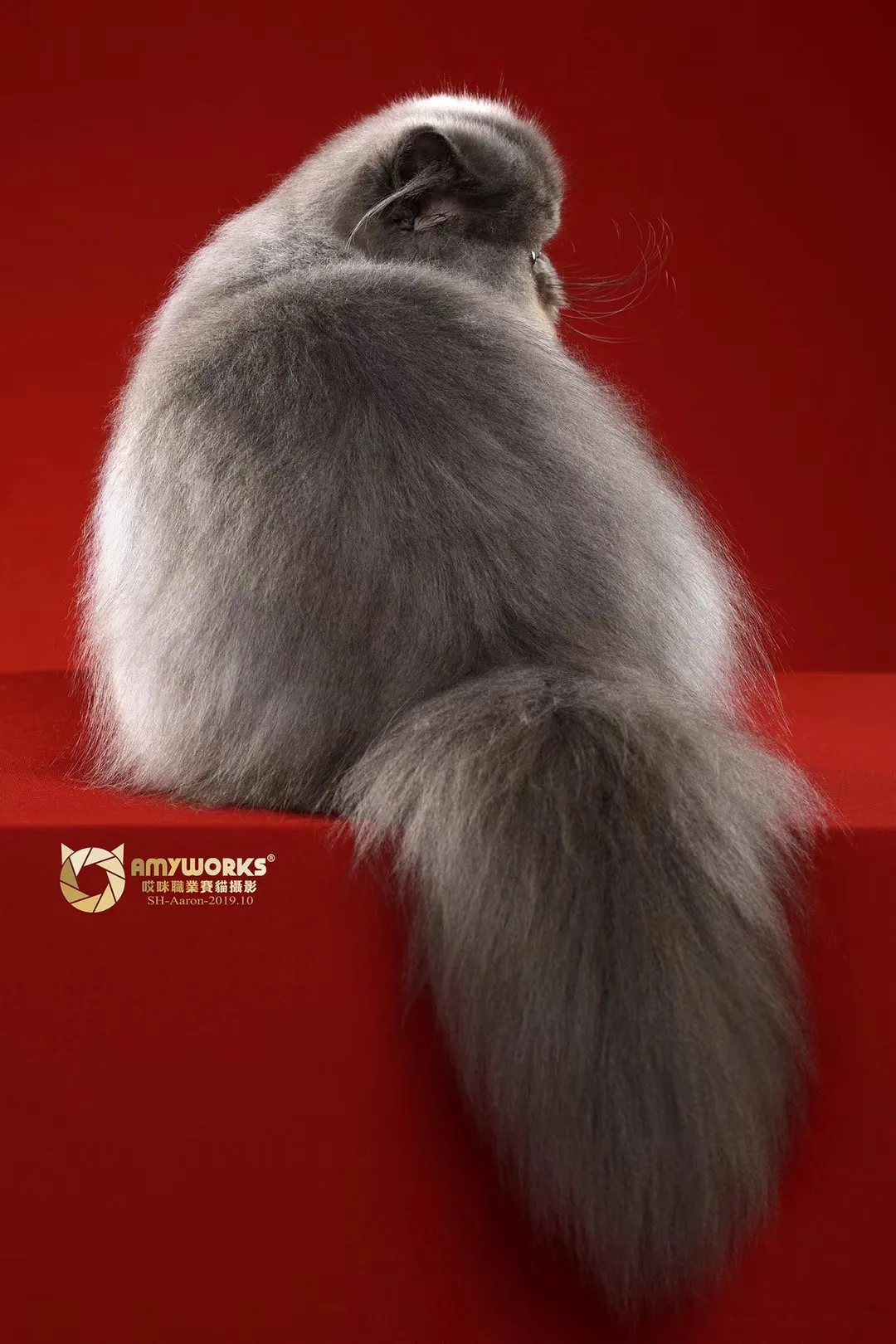 国内十大宠物店连锁品牌(国内知名宠物店)