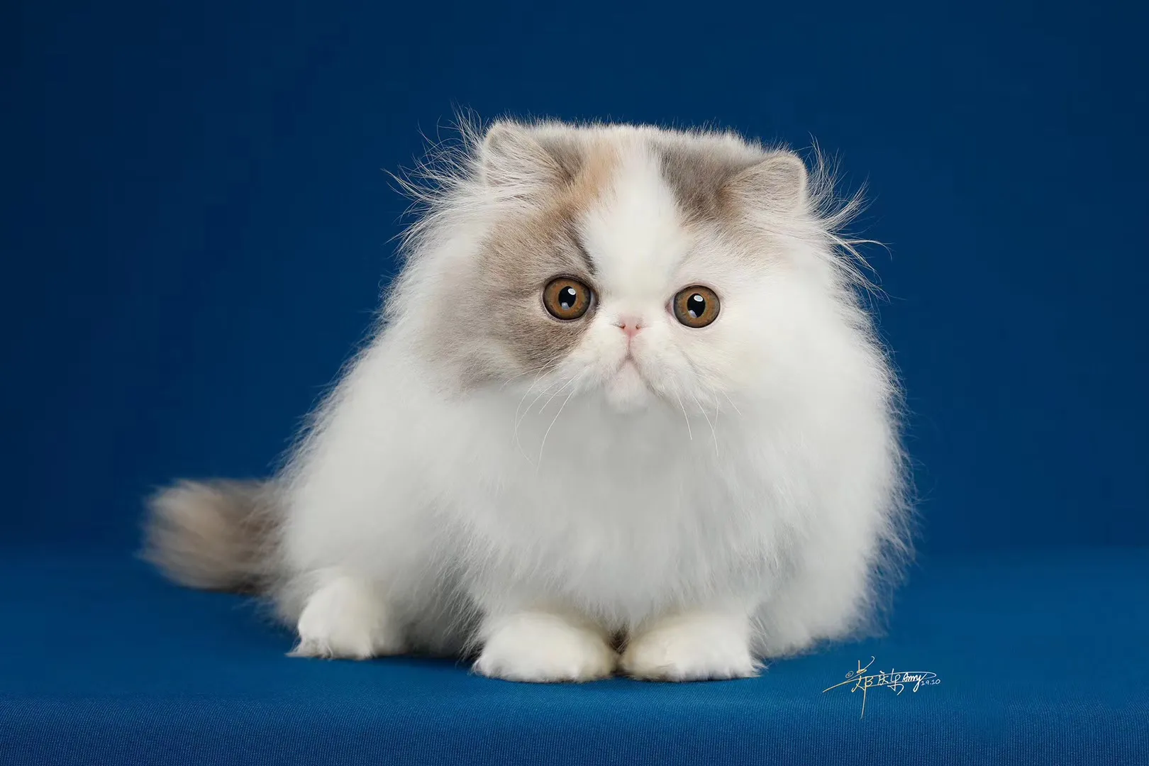 国内十大宠物店连锁品牌(国内知名宠物店)