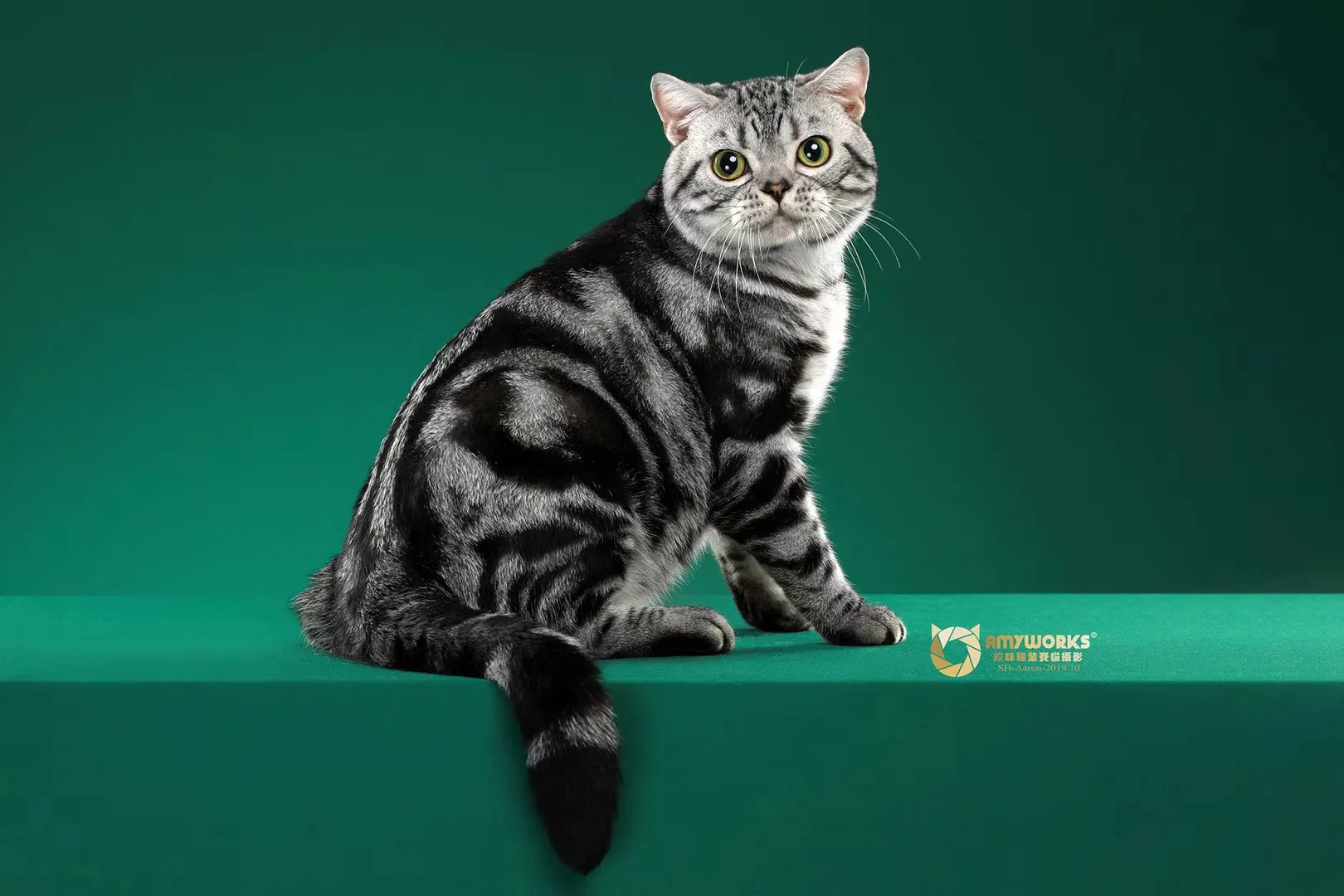 国内十大宠物店连锁品牌(国内知名宠物店)