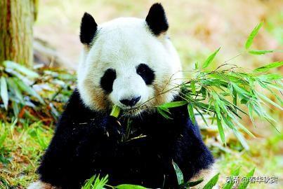 熊猫的生活习性（熊猫的特点和生活特征）