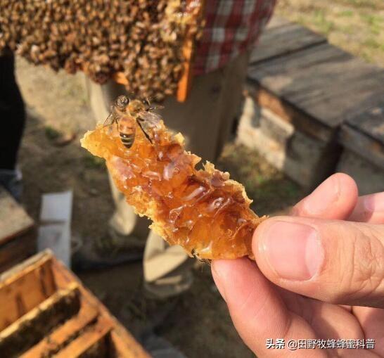 黄蜂蛰了怎么消肿止痛（黄蜂蛰了怎么消肿止痛白酒）