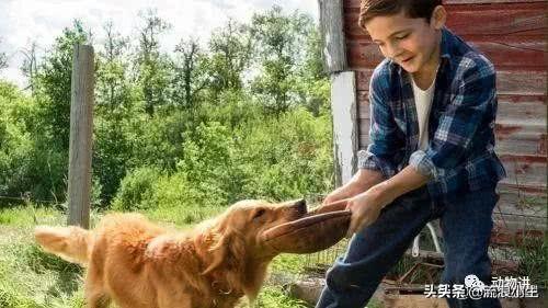 关于狗的电影（哆啦a梦关于狗的电影）