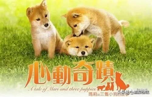 关于狗的电影（哆啦a梦关于狗的电影）