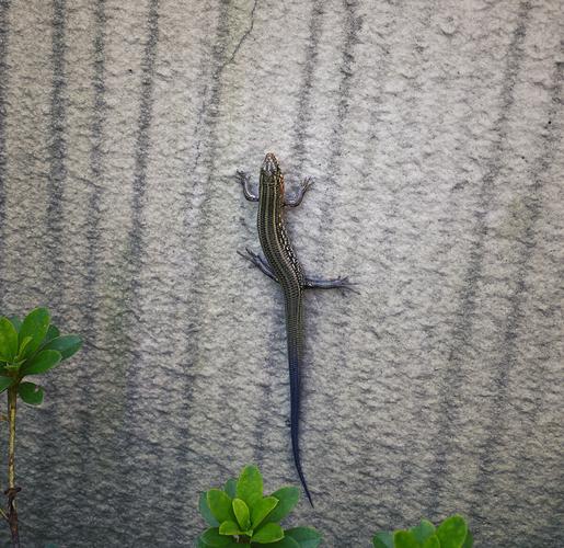 壁虎图片大全大图（壁虎图片大全大图动漫）