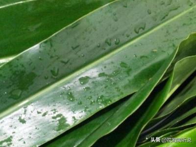 肉粽子的包法和做法视频(肉粽子怎么包法)