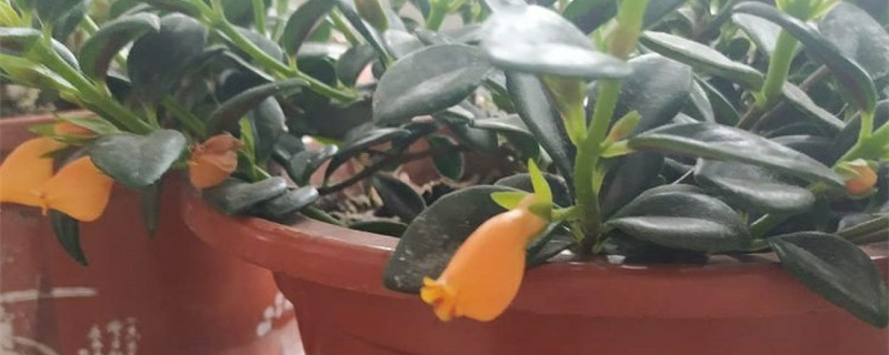 金鱼花图片（金鱼花图片大全大图）