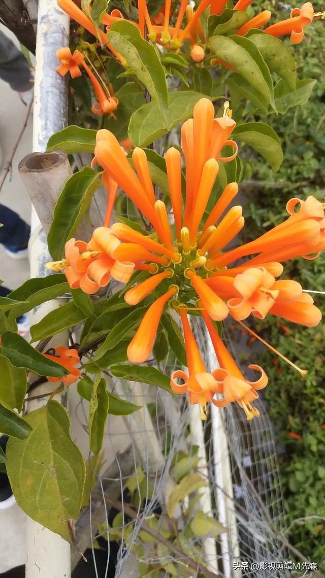 十大最好看电视剧（最好看的电视）