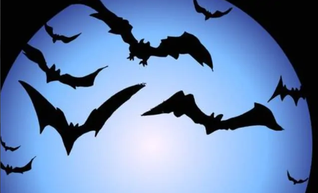 蝙蝠怕什么 怎么驱赶（蝙蝠怕什么怎么驱赶）