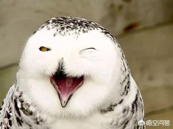 小学生讲笑话20字（小学生讲笑话20字左右）