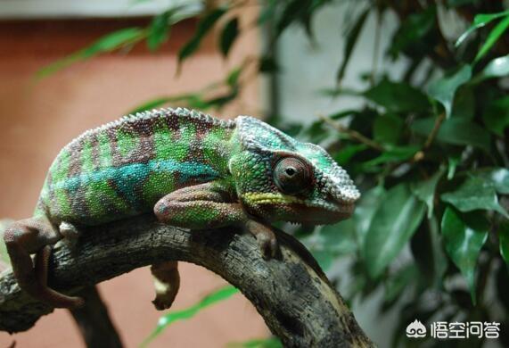 最简短的笑话（最简短的笑话段子）