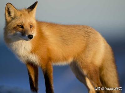 狐狸的故事插曲原声（狐狸的故事插曲原声在线听）